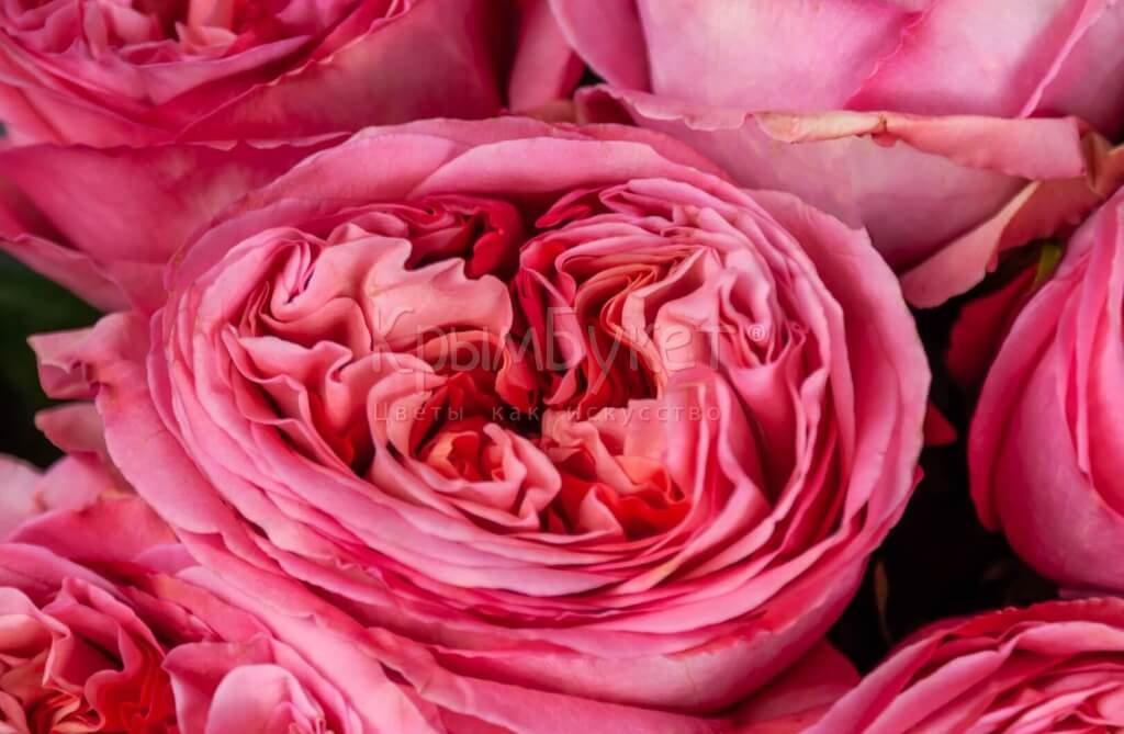 Букет из пионовидных премиальных роз «Pink Impression» (15 шт.)