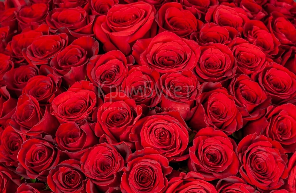 Букет из импортных красных роз (25 шт.)