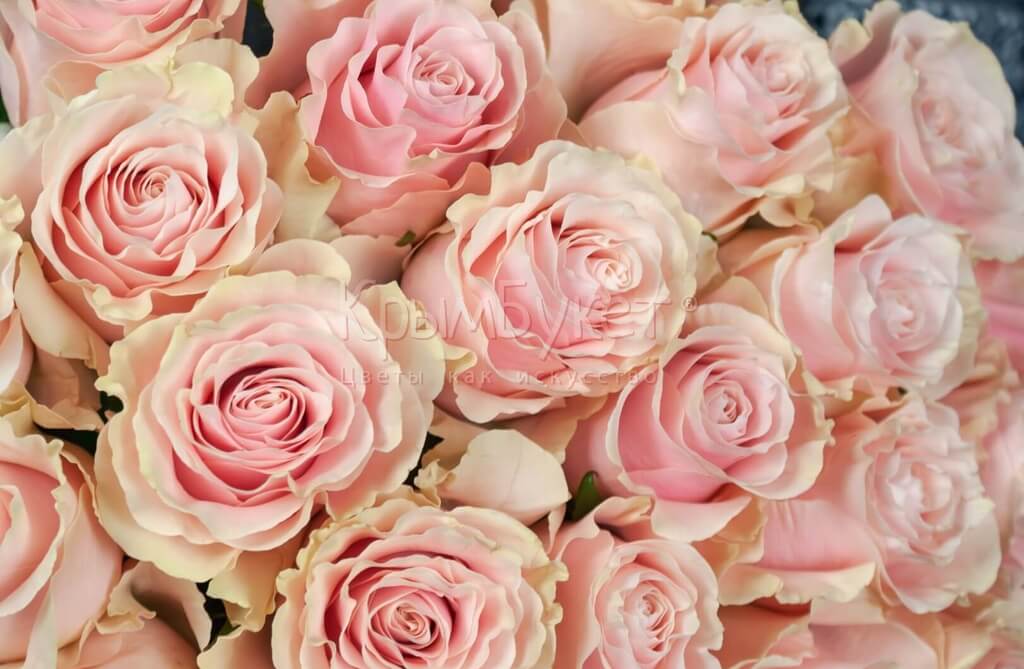 Букет из импортных нежно-розовых роз «Pink Mondial» (25 шт.)
