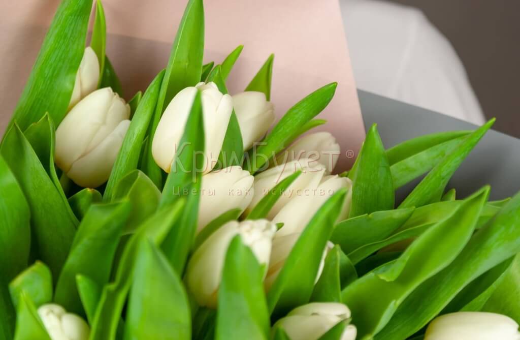 Букет из белых тюльпанов (51 шт.)