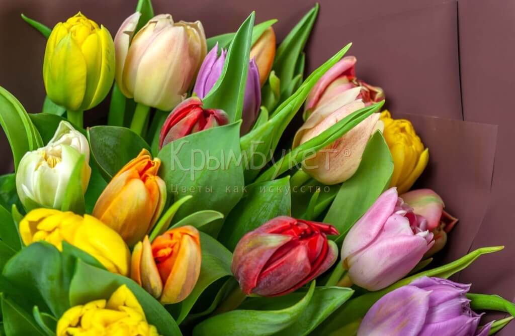 Букет из разноцветных пионовидных тюльпанов (25 шт.)