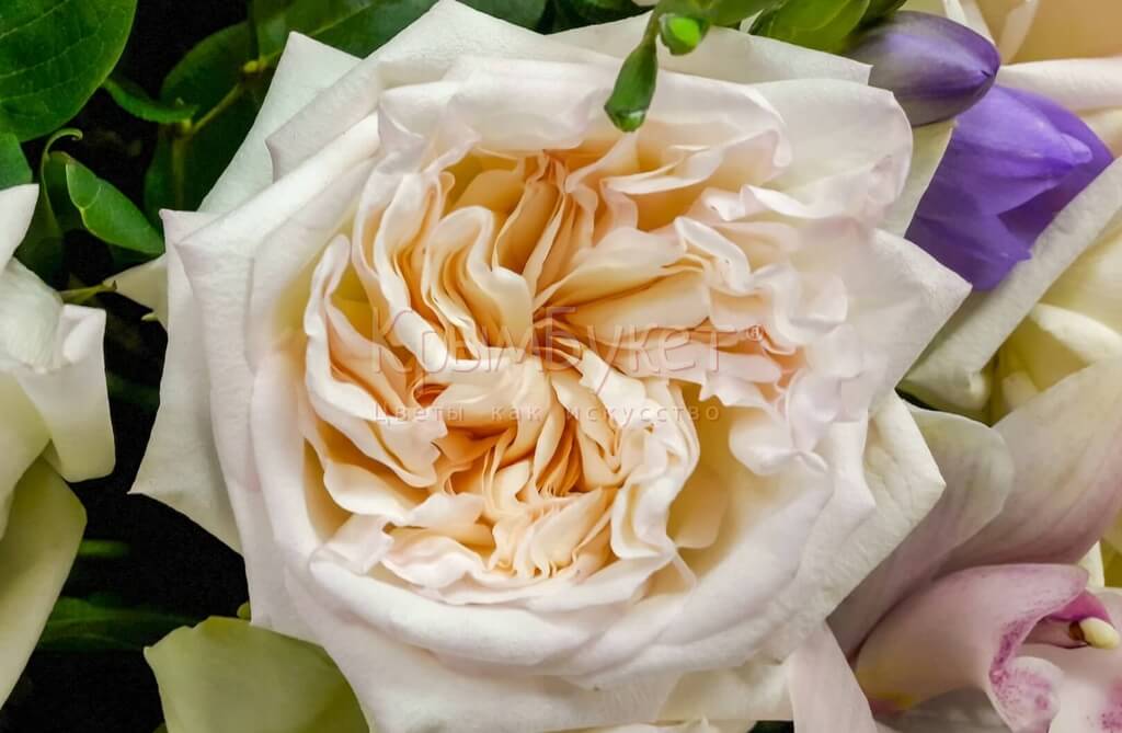 Композиция с премиальными пионовидными розами «Ореанда» 