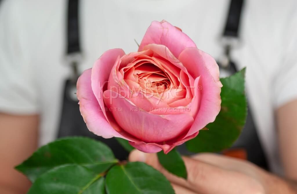 Букет из пионовидных премиальных роз «Romantic Antike» (15 шт.)