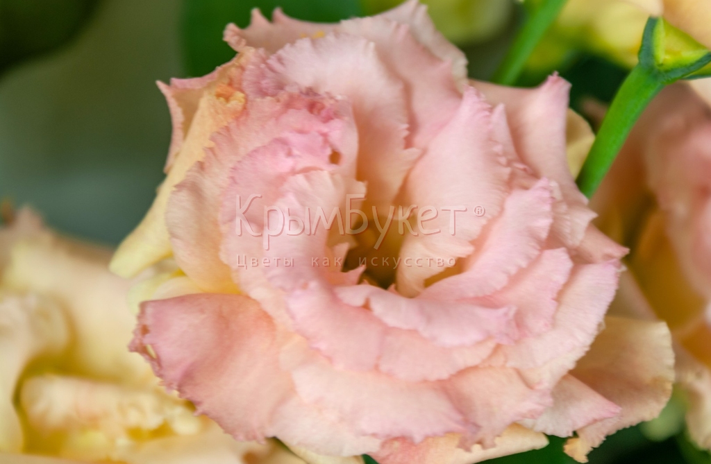 Букет из лизиантусов и роз «Заветная мечта»