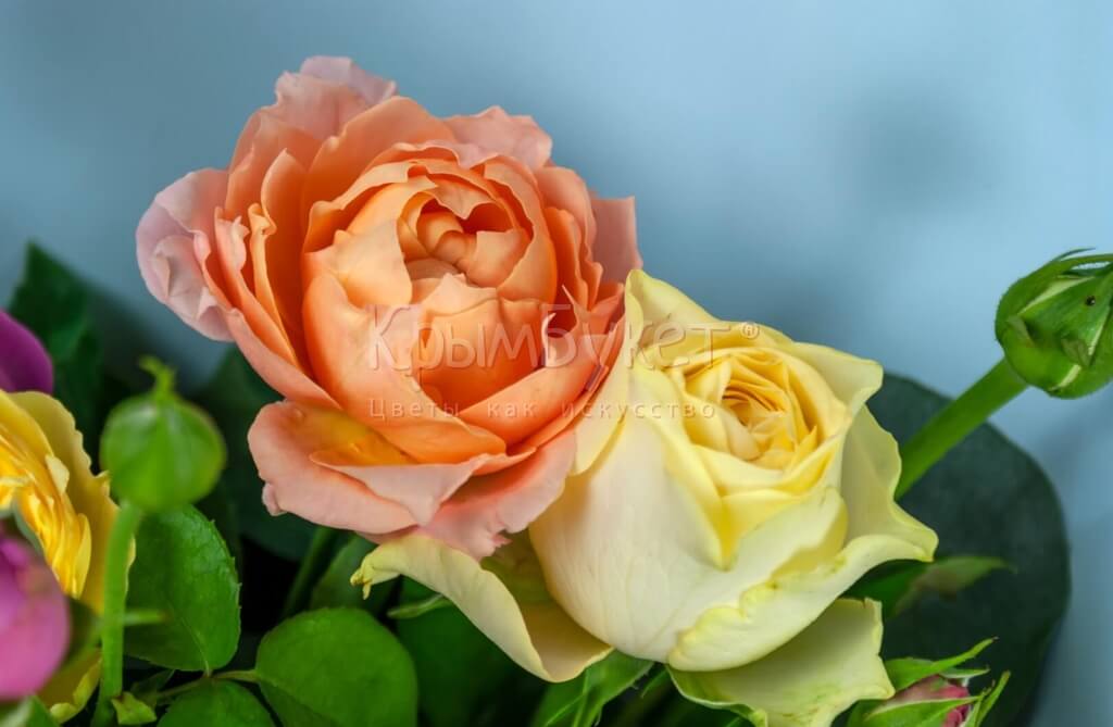Букет из разноцветных пионовидных роз  (7 шт.)