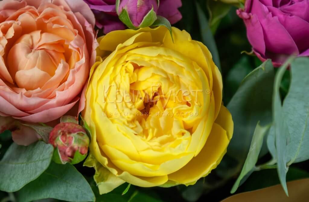 Букет из разноцветных пионовидных роз  (11 шт.)