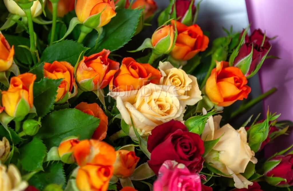 Букет из разноцветных кустовых роз (35 шт.)