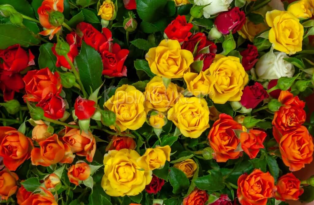 Букет из разноцветных кустовых роз (25 шт.)
