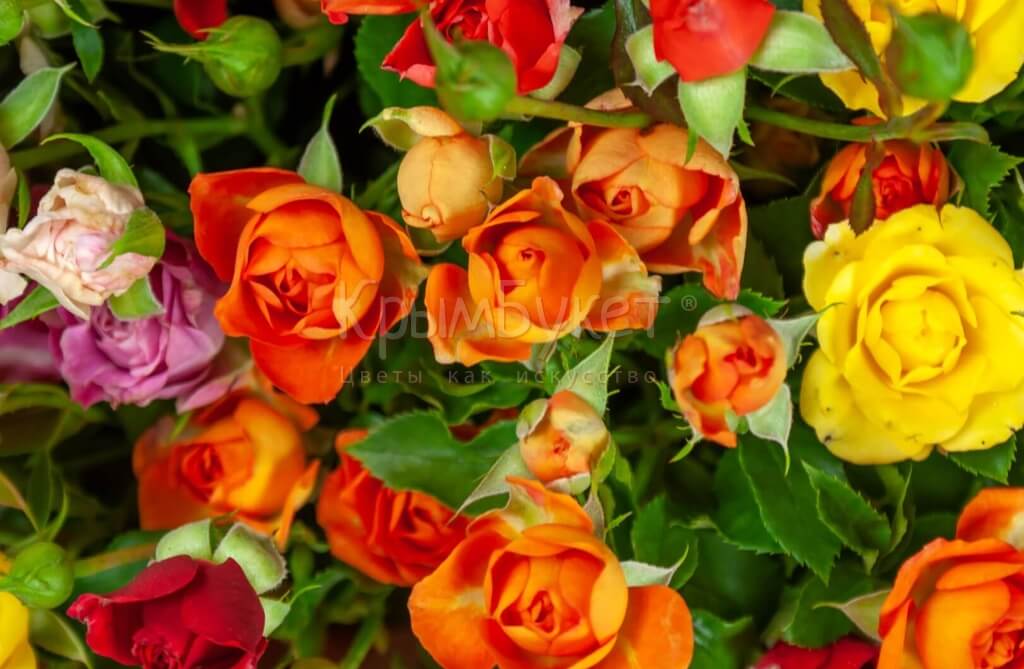Букет из разноцветных кустовых роз (25 шт.)